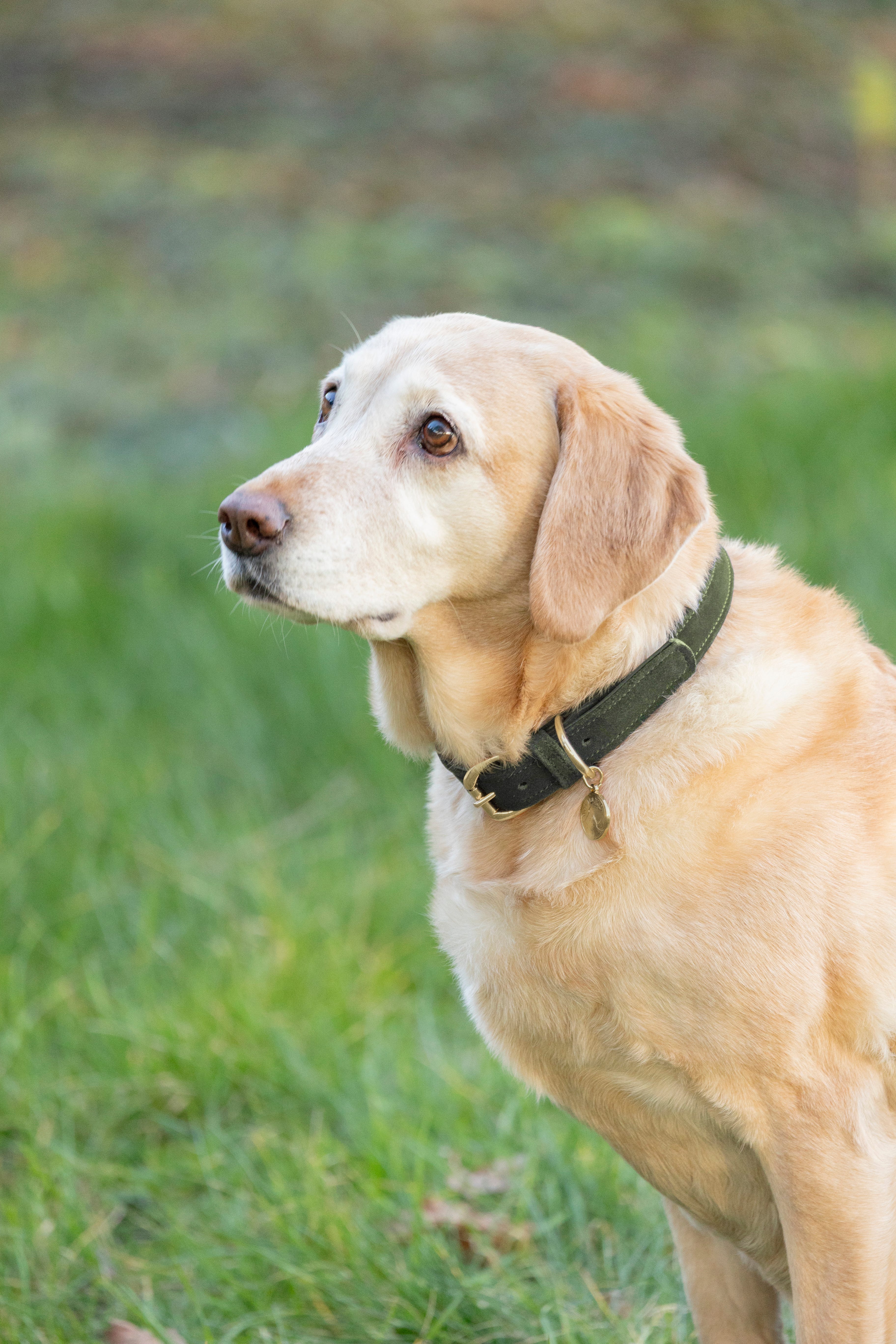 Benji &amp; Flo Noble Suede Dog Collar image 5